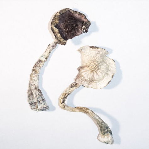 Buy ALBINO A+ MAGIC MUSHROOMS online | Mushrooms for sale Online | Order Magic Mushrooms Online | Buy Magic Mushrooms Online