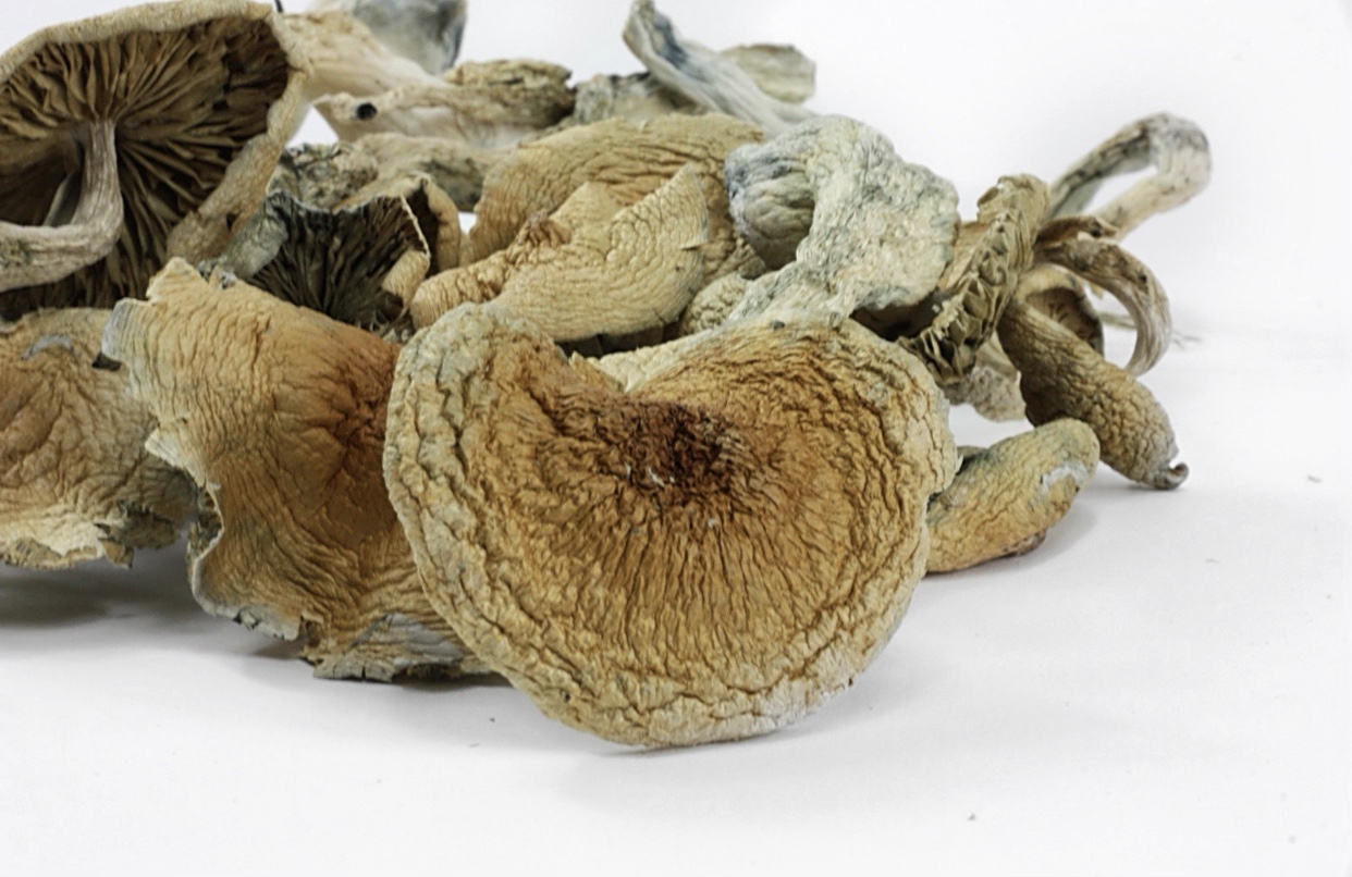 Buy BLUE MEANIE MUSHROOMS online