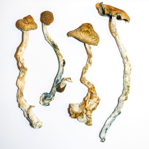 buy mushroom online
